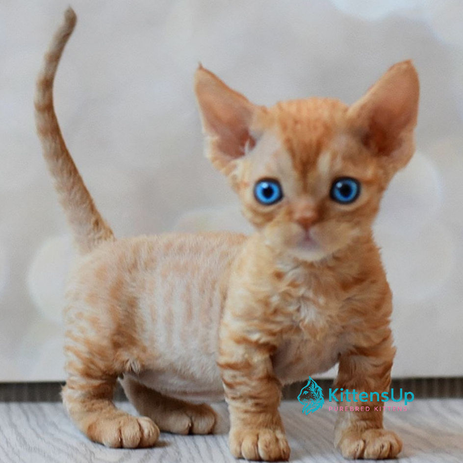 Thumbnail: 128 Vais (R) Minskin male kitten