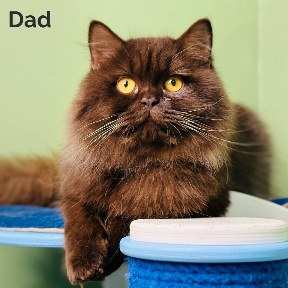Thumbnail: Scottish Fold
