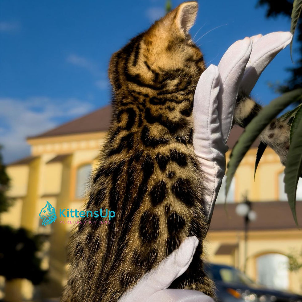 Thumbnail: Bengal