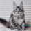 Thumbnail: Maine Coon