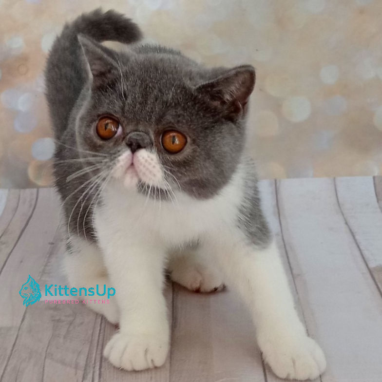 Exotic shorthair
