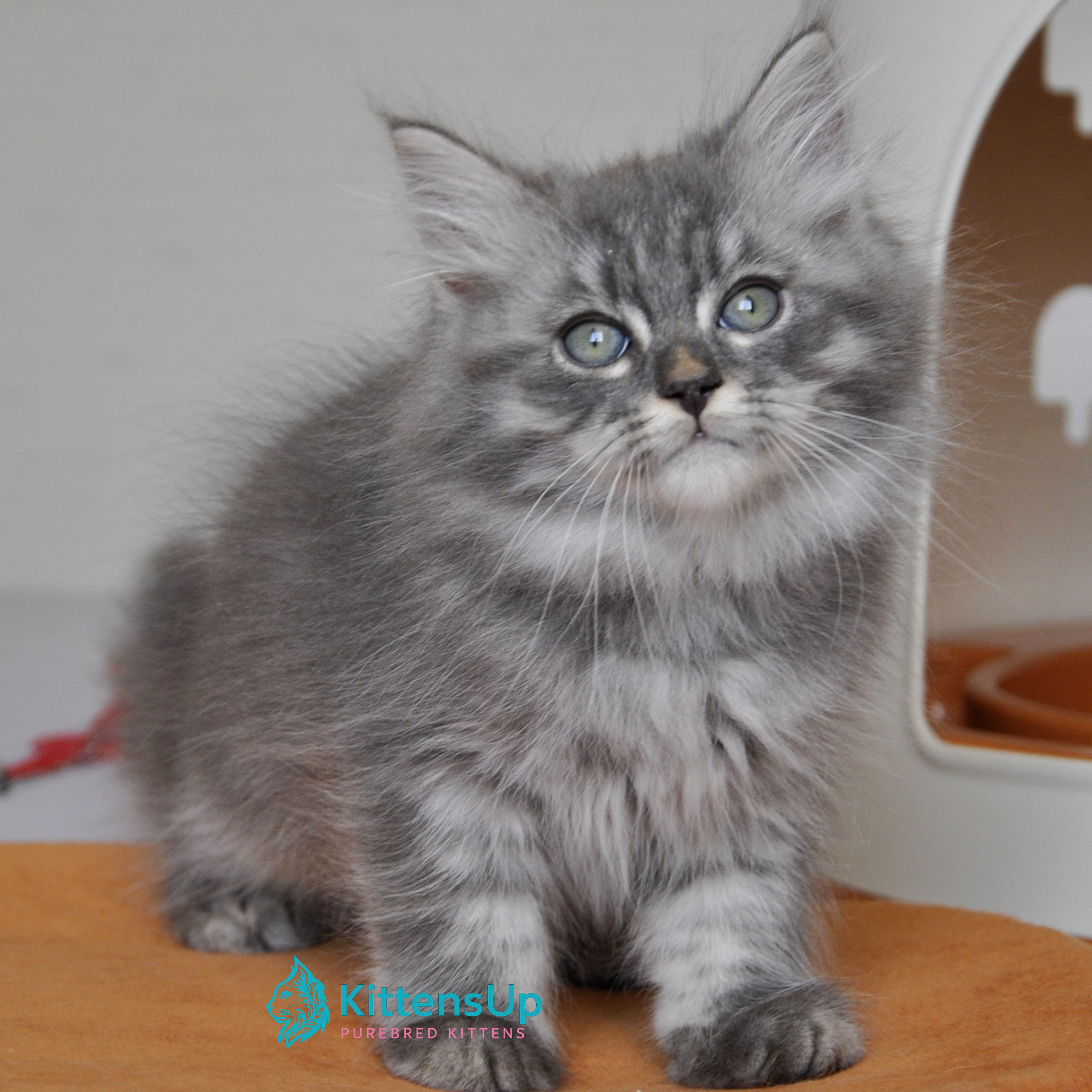 405 Kerry (U) Siberian male kitten
