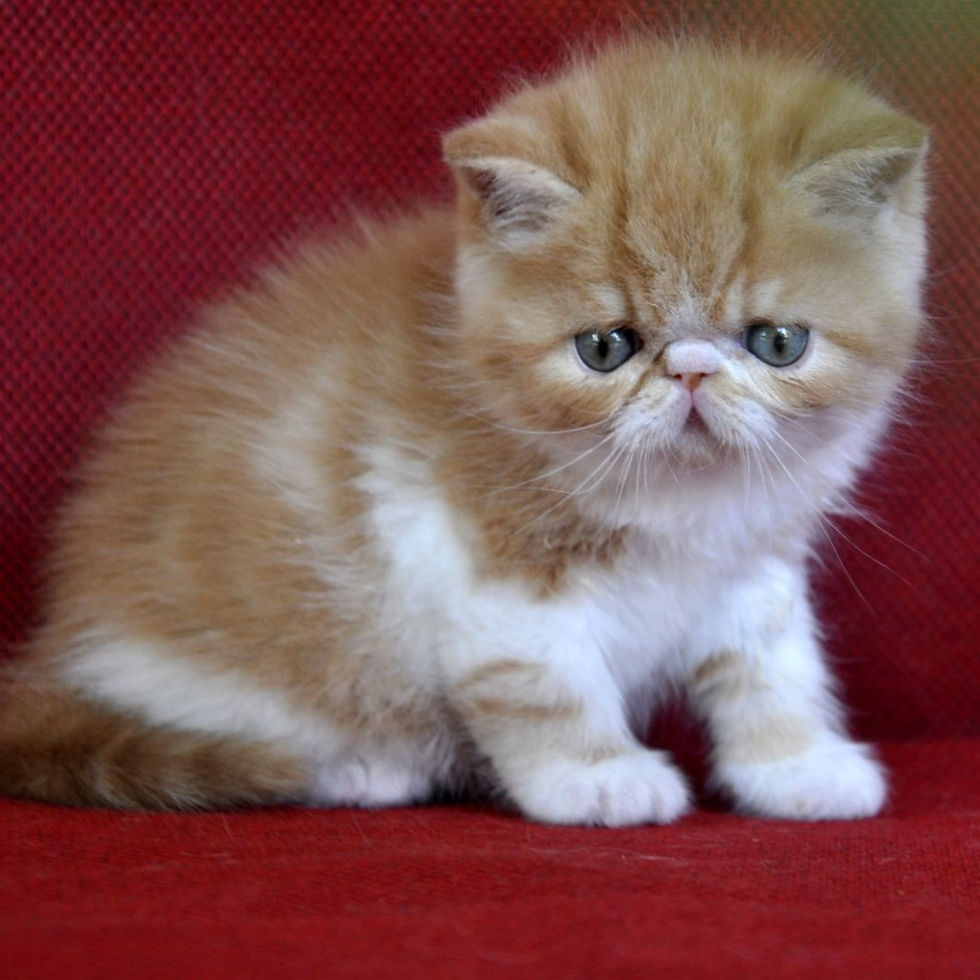 Thumbnail: 151 Alen (U) Exotic shorthair male kitten