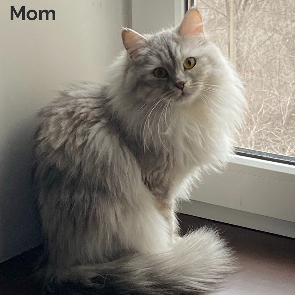 Thumbnail: 518 Ozzy (U) Siberian male kitten
