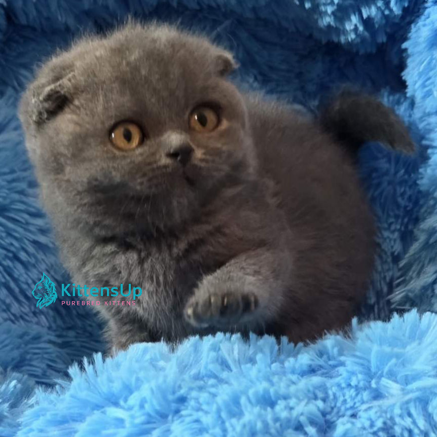 Scottish fold