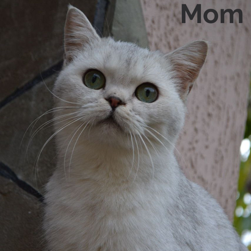 Thumbnail: Munchkin