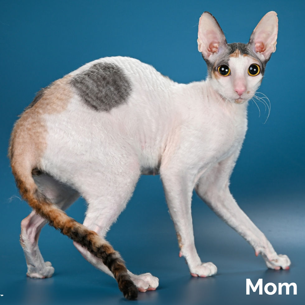 Thumbnail: Cornish Rex