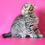 Thumbnail: Scottish fold