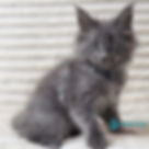 Maine Coon