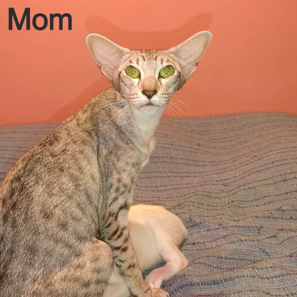 Thumbnail: 665 Netsumi (KZ) Siamese female kitten