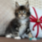 Maine Coon