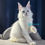 Thumbnail: Maine Coon
