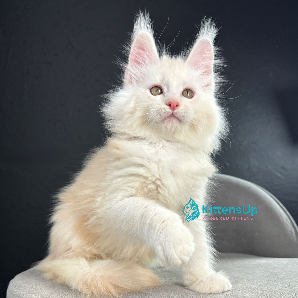 Maine Coon