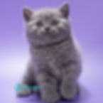 British shorthair