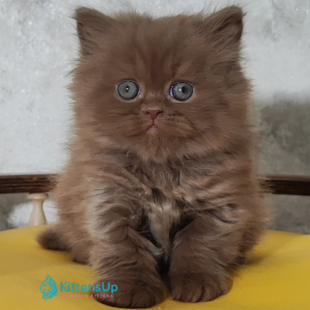 British longhair