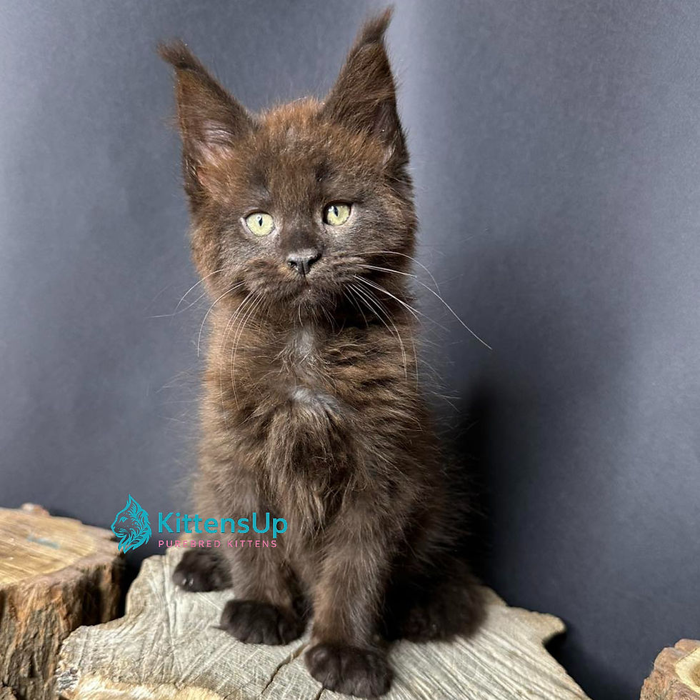 Maine Coon
