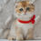 Thumbnail: Scottish Fold