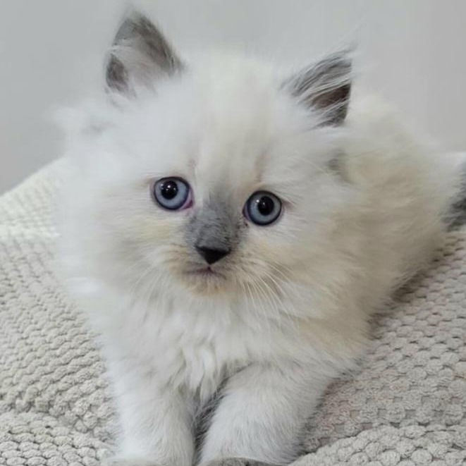 Thumbnail: 426 Hugo (PL) Siberian male kitten