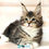 Thumbnail: Maine Coon