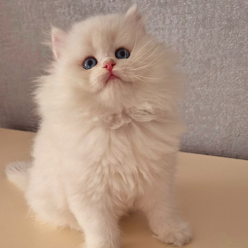 Thumbnail: 141 Lusya (U) British longhair female kitten