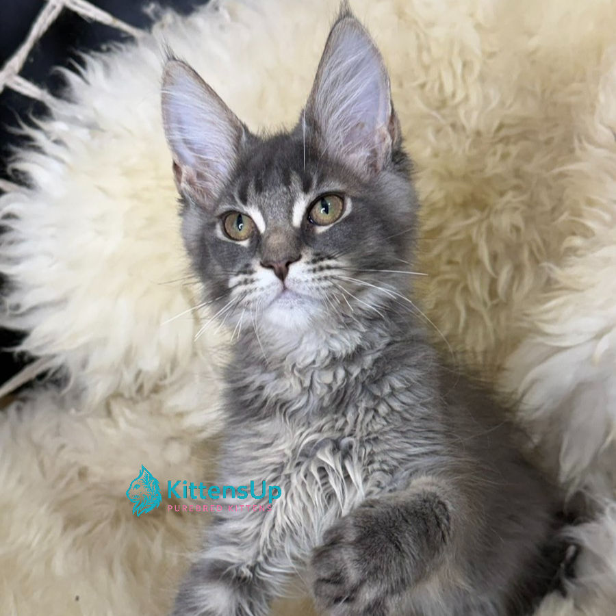 Maine Coon