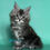 Thumbnail: Maine Coon
