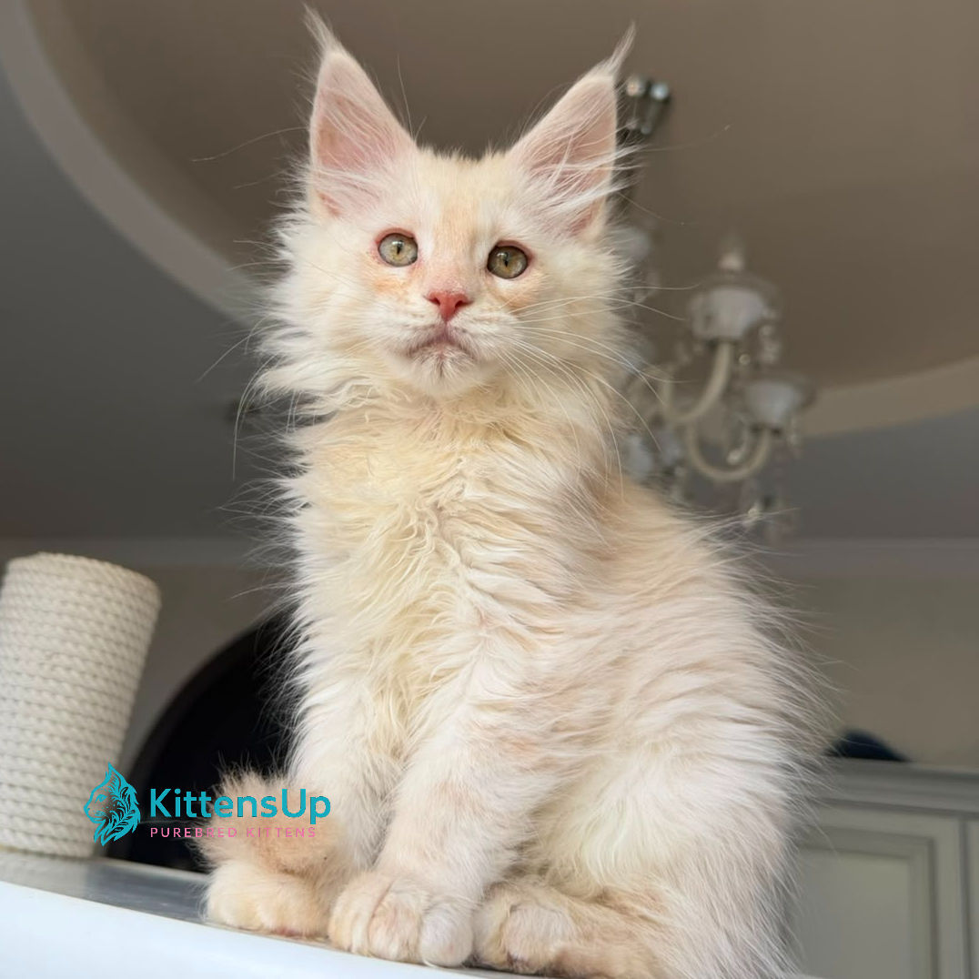 Maine Coon