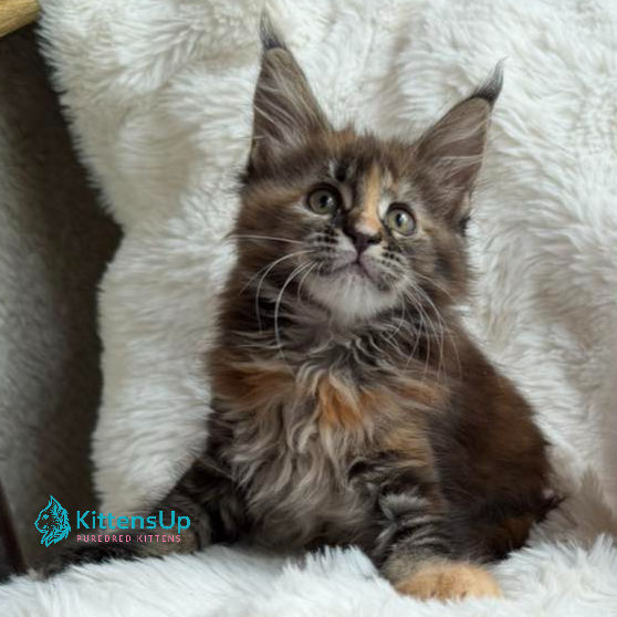 Maine Coon
