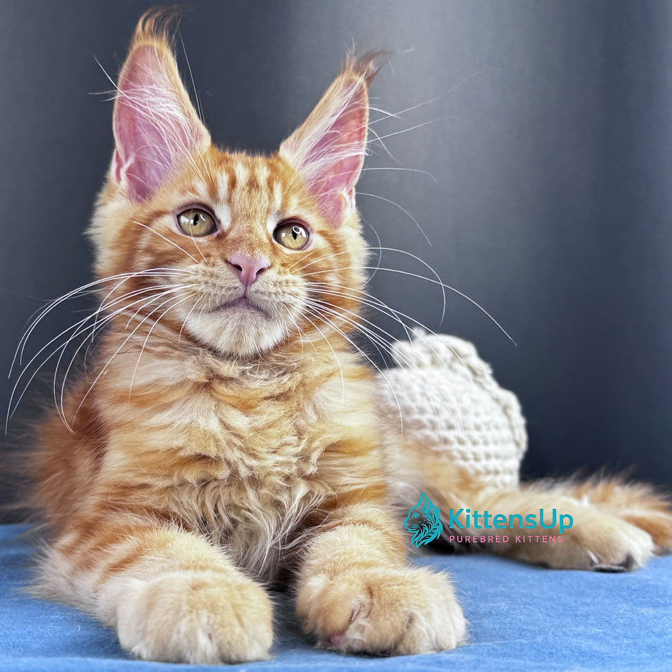 Maine Coon