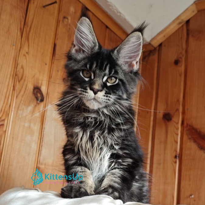 Maine Coon