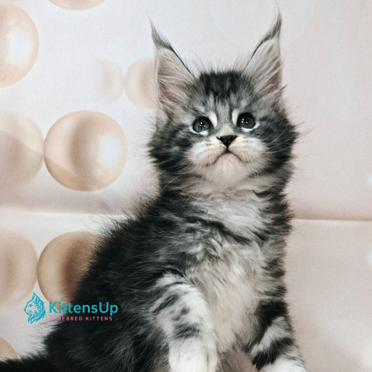 Maine Coon