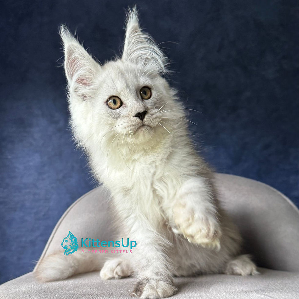 Maine Coon