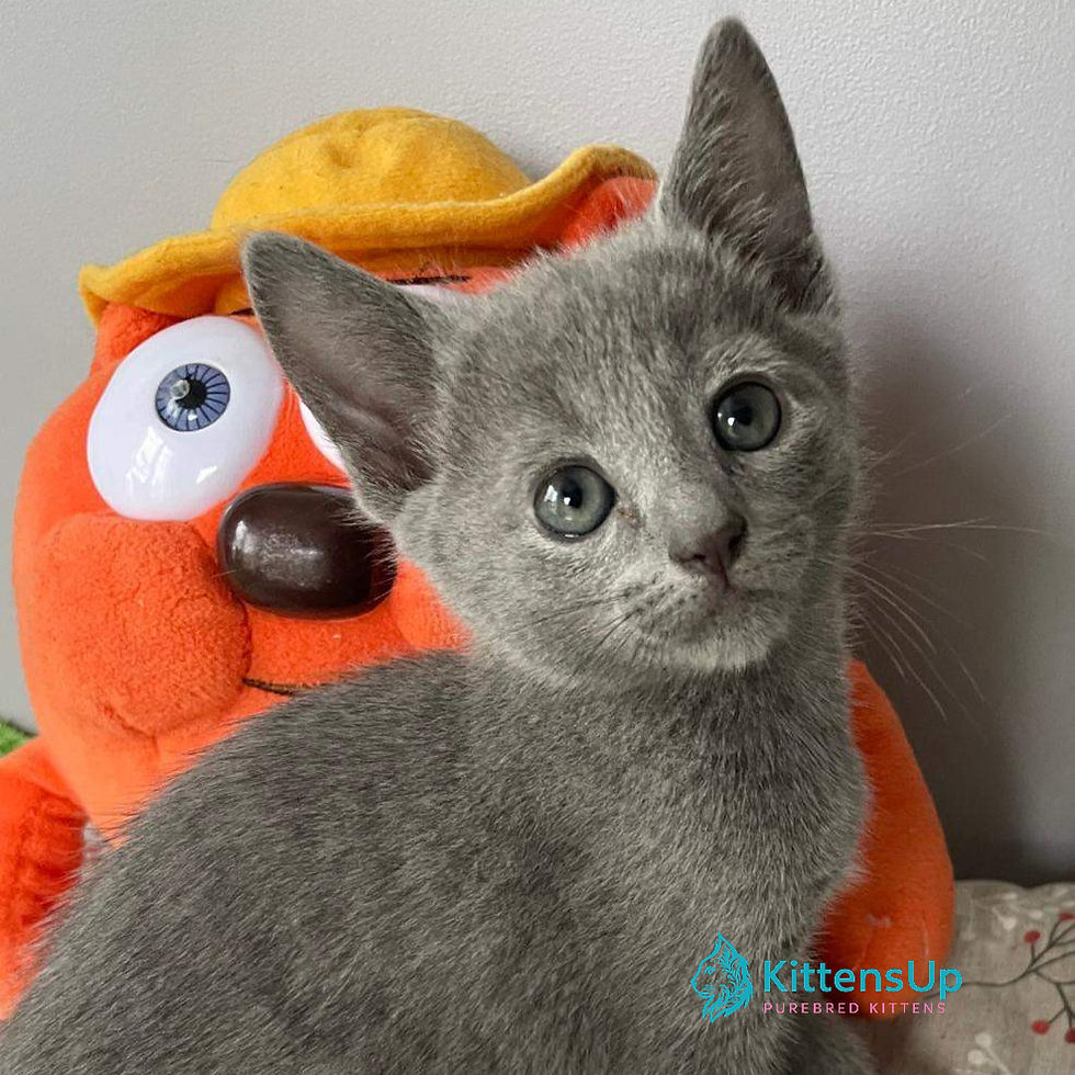 Russian blue