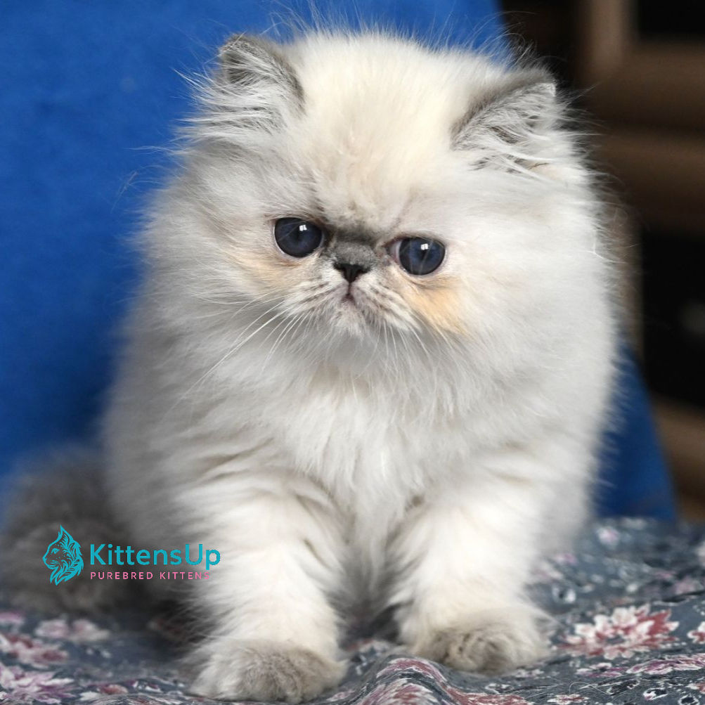 330 Areta (U) Persian longhair female kitten