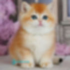 British shorthair