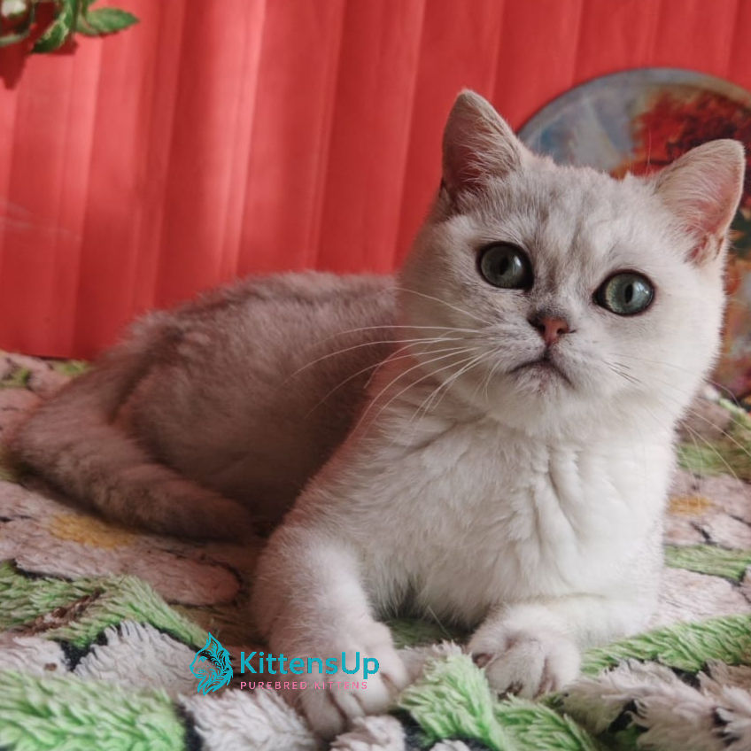 British shorthair