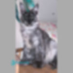 Maine Coon