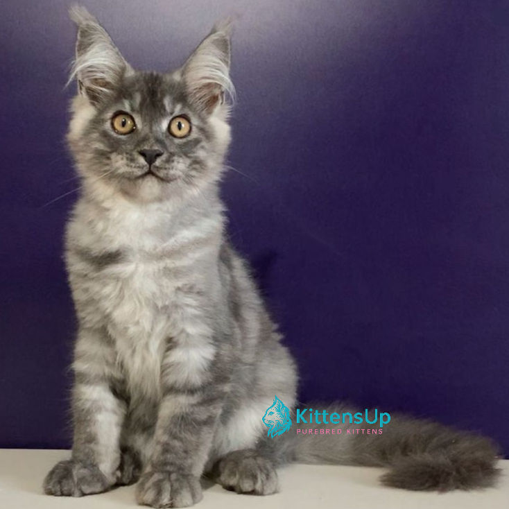Thumbnail: 876 Nigel (R) Maine Coon male kitten