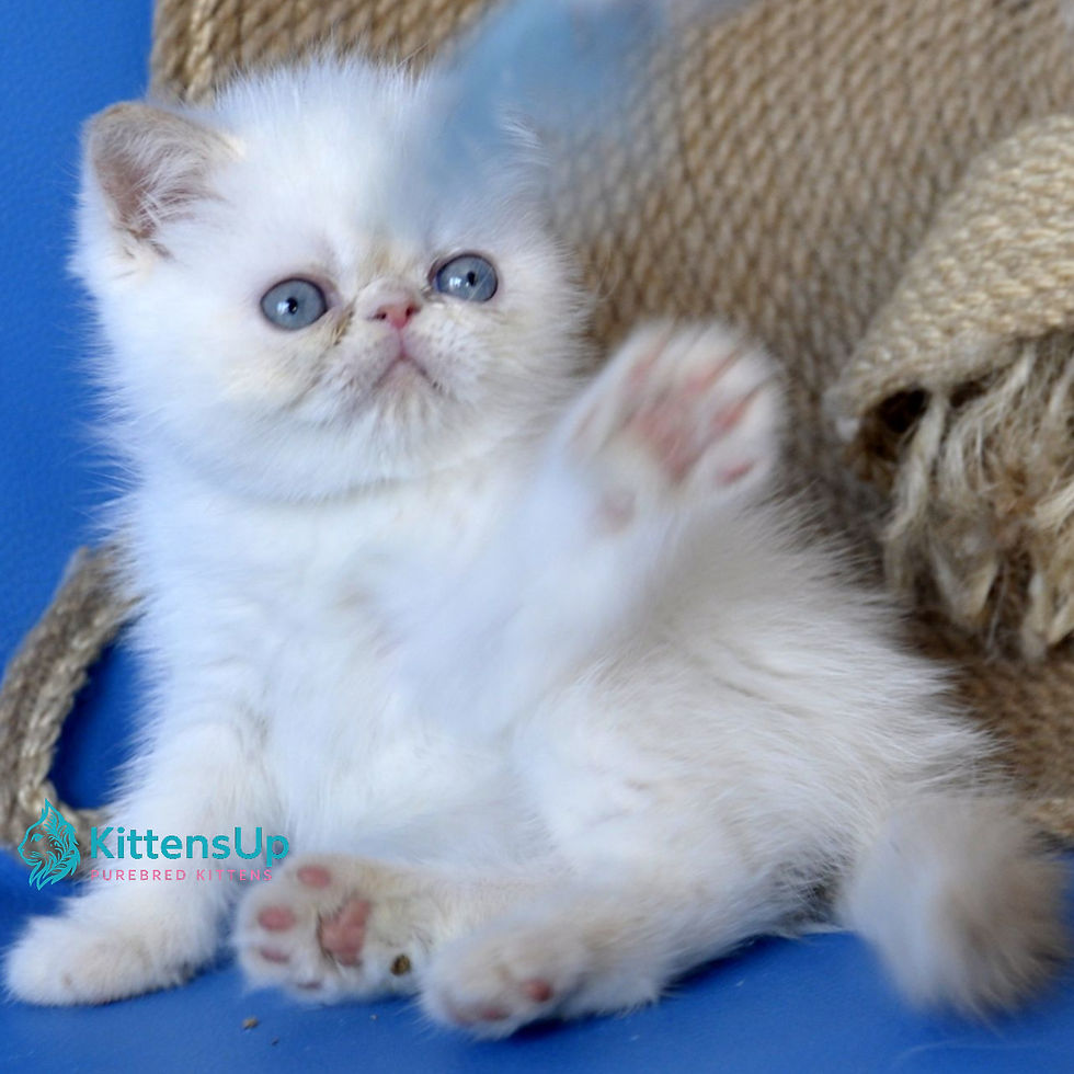 Thumbnail: Exotic shorthair