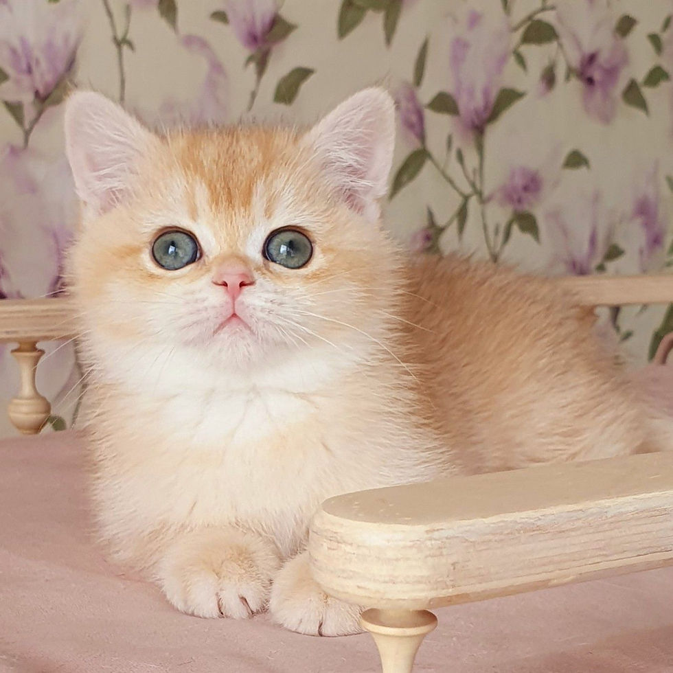 Thumbnail: 289 Plyusha (U) British shorthair female kitten