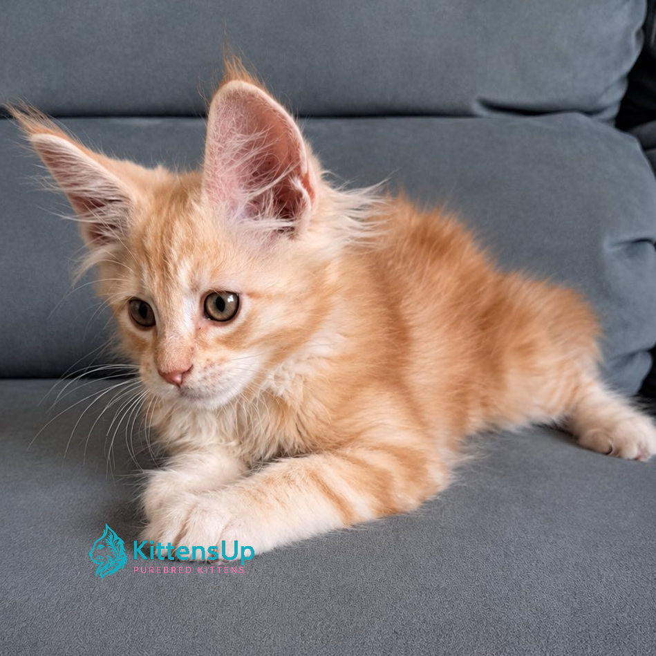 Thumbnail: 987 Dixon (U) Maine Coon male kitten