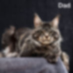 Thumbnail: 626 David (R) Maine Coon male kitten