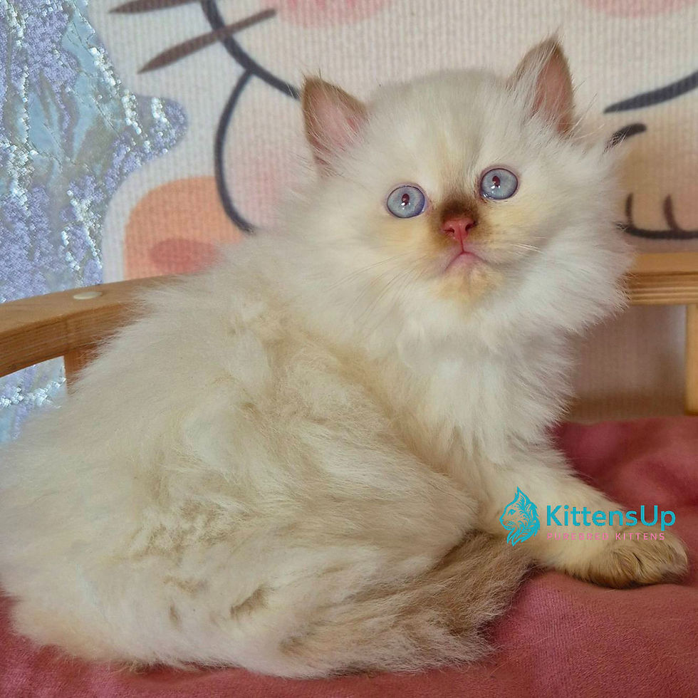 British longhair
