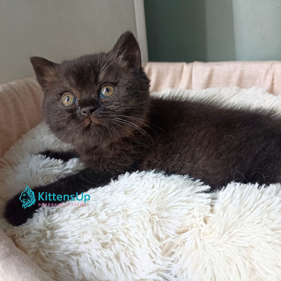 Thumbnail: British shorthair