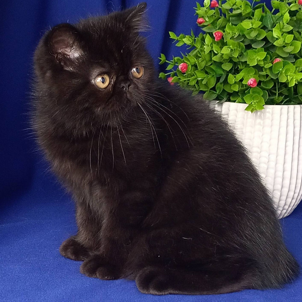 Thumbnail: 216 Pit (U) Exotic shorthair male kitten