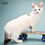 Thumbnail: 472 Tessa (U) Munchkin shorthair female kitten