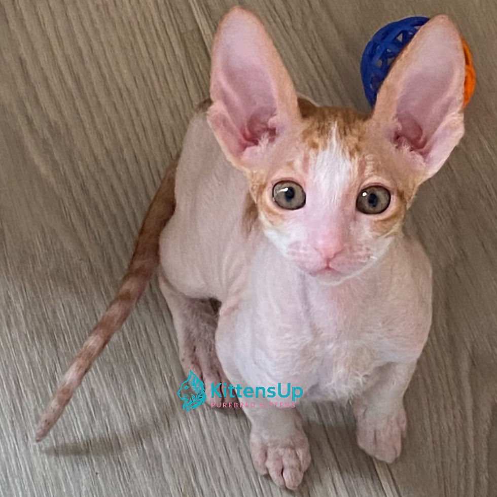 Cornish Rex