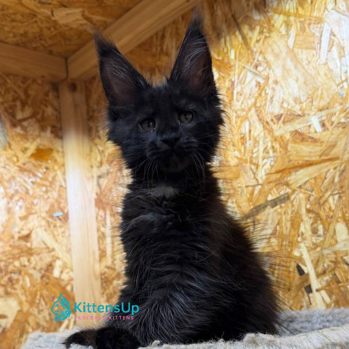 Thumbnail: 868 Kaida (R) Maine Coon male kitten