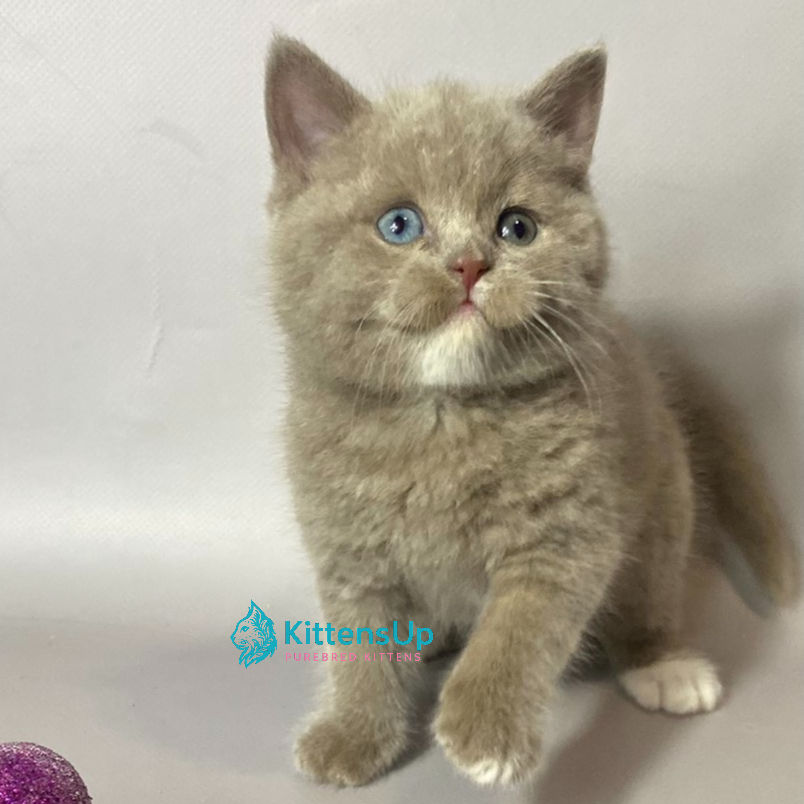 British shorthair