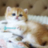 Thumbnail: British shorthair